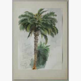 Drei Baumstudien, davon zwei Aquarelle Palme und eine Zeichnung