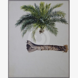 Drei Baumstudien, davon zwei Aquarelle Palme und eine Zeichnung