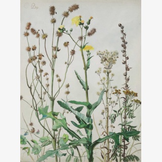 L�wenzahn, Wicke, Rainfarn