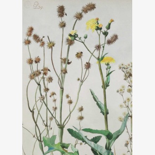 L�wenzahn, Wicke, Rainfarn