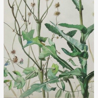 L�wenzahn, Wicke, Rainfarn