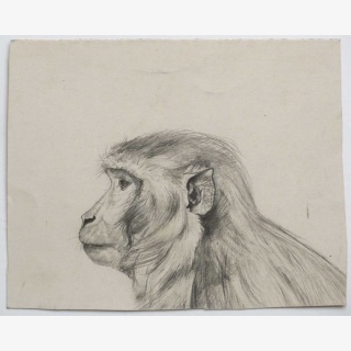 Affe