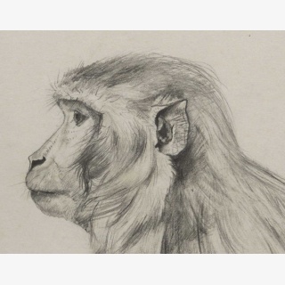 Affe
