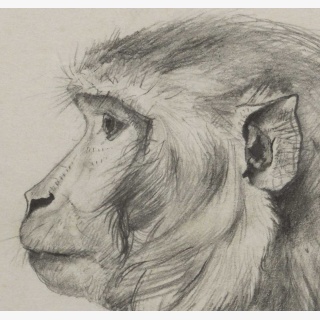 Affe